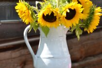 Ein Strauß Sonnenblumen in einem weißen Krug auf einem Baumstamm.