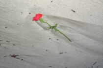 Eine Rose liegt am Sandstrand neben Treibholz, es sind noch Schlieren von zurück fließendem Wasser zu sehen.
